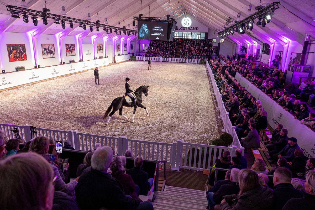 Hingsteshow på Helgstrand i Danmark