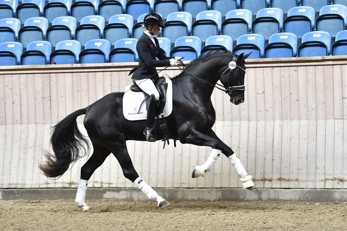Helgstrand hingst Dansk Varmblod